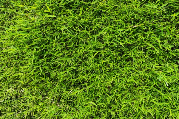 Folhas verdes textura de bambu e fundo . — Fotografia de Stock