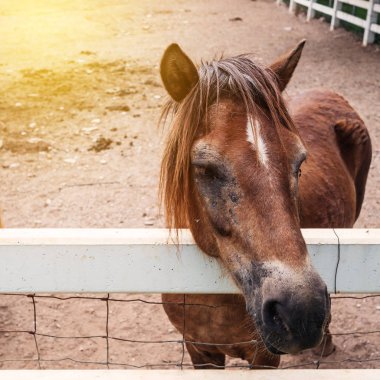 Çiftlikte bir safkan at