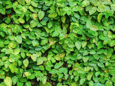 yeşil yaprakları doğal duvar.