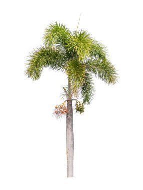 Beyaz arkaplanda palmiye ağacı