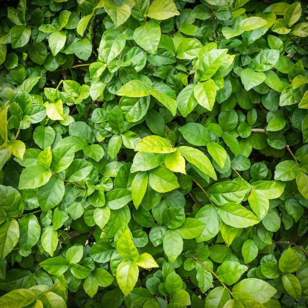 Achtergrond van groene bladeren natuurlijke muur. — Stockfoto