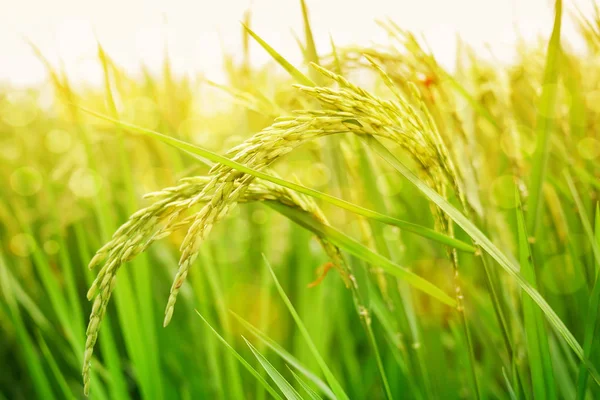 Grönt ris fält bakgrund. — Stockfoto
