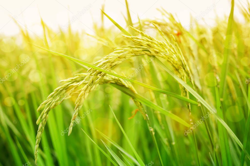 Green rice field background.