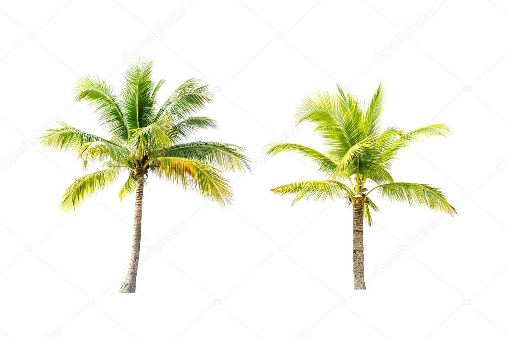 Coconut trees on white background.