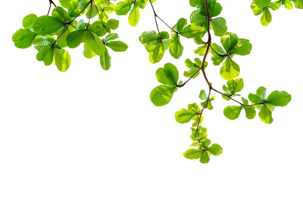 Groene bladeren op witte achtergrond — Stockfoto