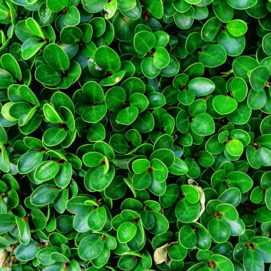 Yeşil yaprakların arkaplanı doğal duvar.