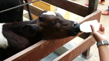 Keçi Keçi çiftliğinde