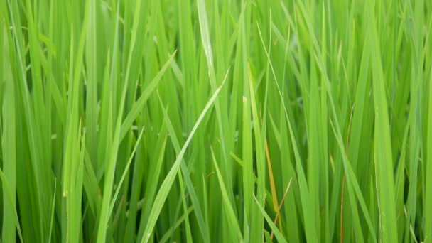 Groene Rijst Veld Natuurlijke Achtergrond — Stockvideo