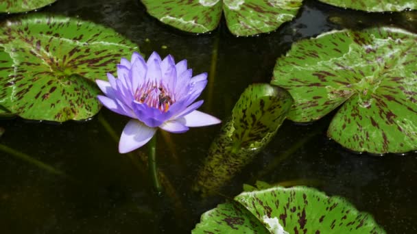 Fialový Lotosový Květ Plovoucí Vodě — Stock video