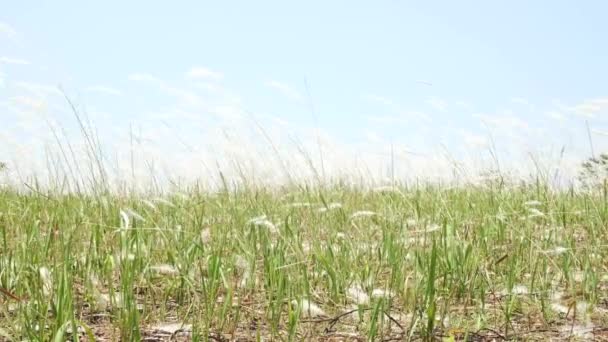 Hintergrund Von Grünem Gras Auf Dem Feld — Stockvideo