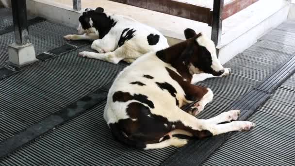 Calf Farm Thailand — Stock Video