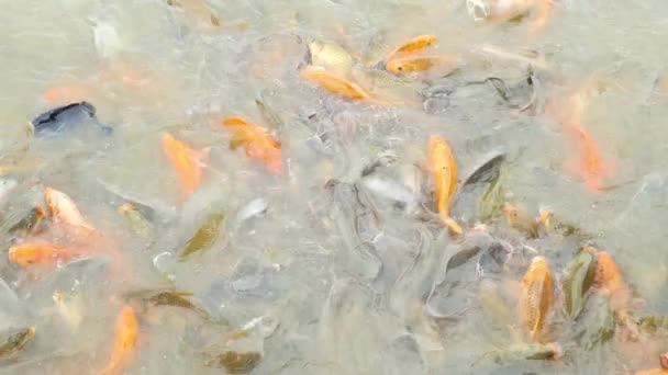 河里的许多鱼都在为从人那里得到食物而斗争 — 图库视频影像