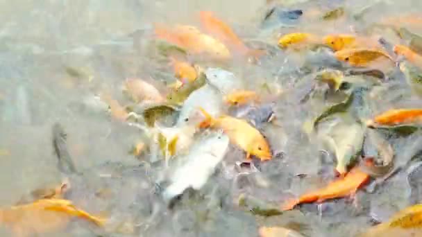 Πολλά Ψάρια Στον Ποταμό Αγωνίζονται Πάρει Φαγητό Από Τους Ανθρώπους — Αρχείο Βίντεο