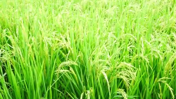 Zelená Rýžová Pole Přirozeného Pozadí — Stock video