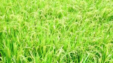 Yeşil pirinç alan doğal arka plan.