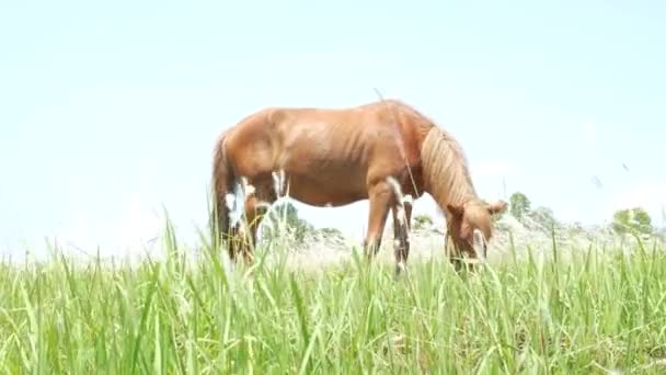 馬の放牧と緑の草を食べる — ストック動画