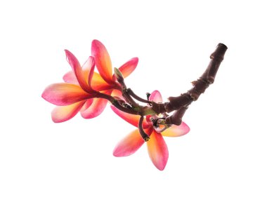 Beyaz arka plan üzerinde Champa Laos çiçek