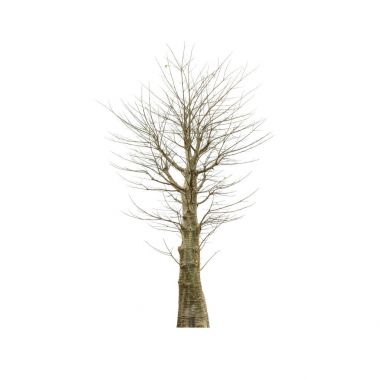 beyaz zemin üzerine eski ağaç