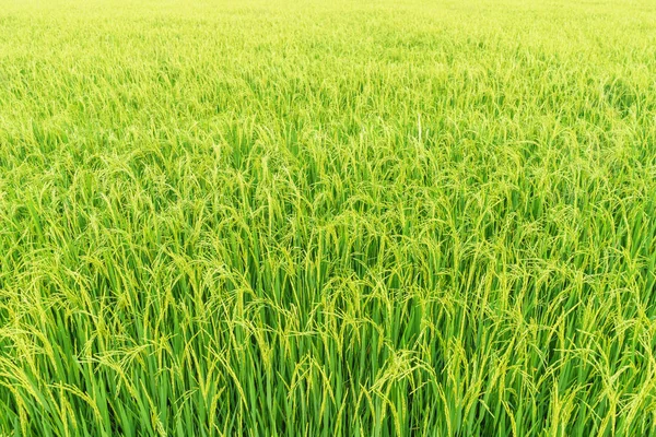 Зеленое рисовое поле . — стоковое фото