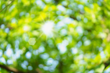 Yeşil bokeh doğa arka plan.