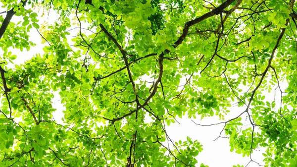 watercolour painting of green leaves trees background