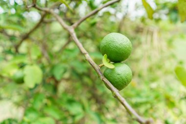 yeşil yaprak taze limon.