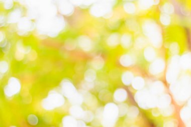 Yeşil bokeh doğa arka plan.