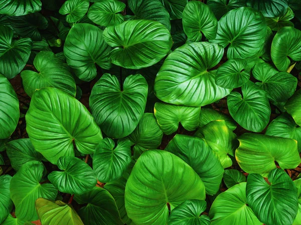 Natuurlijke achtergrond van het patroon van groene bladeren. — Stockfoto
