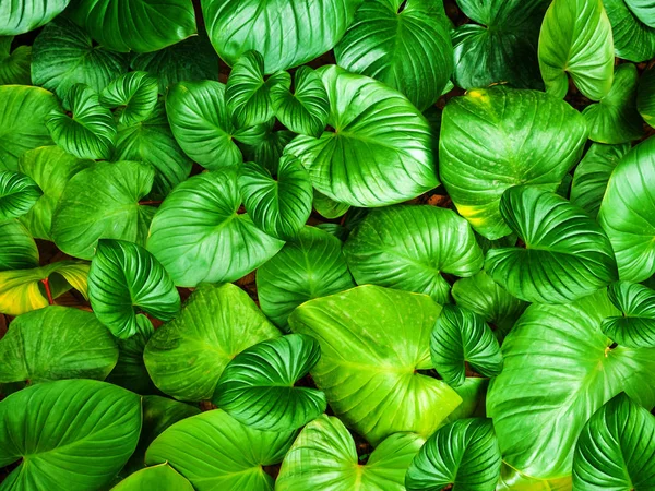 Natuurlijke achtergrond van het patroon van groene bladeren. — Stockfoto