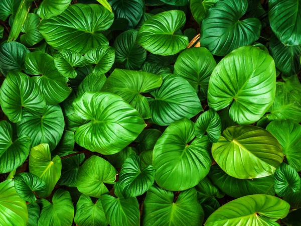 Natuurlijke achtergrond van het patroon van groene bladeren. — Stockfoto