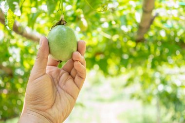 tutku meyve ağacı üzerinde