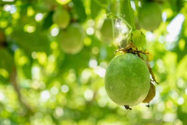 Passionsfrucht am Baum — Stockfoto