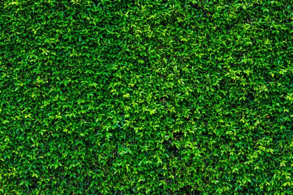 Фон из зеленых листьев естественной стены. — стоковое фото