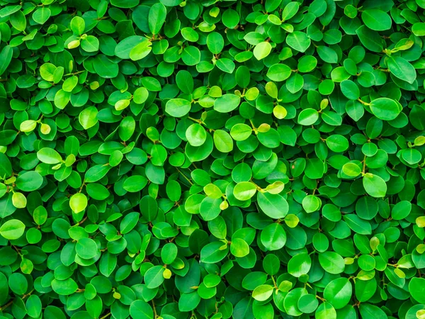 Yeşil yaprakların arkaplanı doğal duvar.