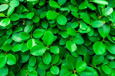 Yeşil yaprakların arkaplanı doğal duvar.