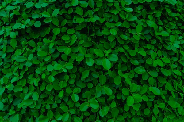 背景と緑の葉自然壁のテクスチャ — ストック写真
