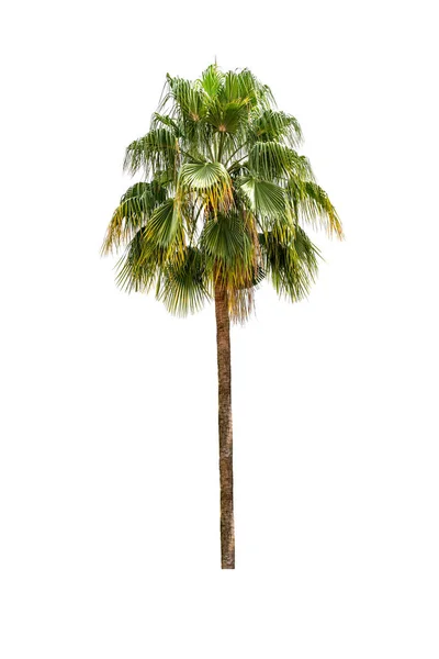 Velký palmový strom izolovaný na bílém pozadí. — Stock fotografie