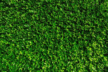 yeşil yaprakları doğal duvar.