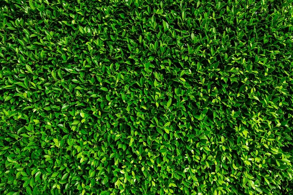 Green leaves natural wall. — Stock Photo, Image