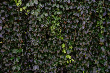 Yeşil yaprakların arkaplanı doğal duvar.