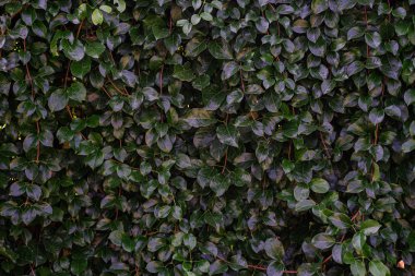 Yeşil yaprakların arkaplanı doğal duvar.
