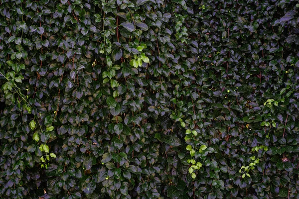 Achtergrond van groene bladeren natuurlijke muur. — Stockfoto