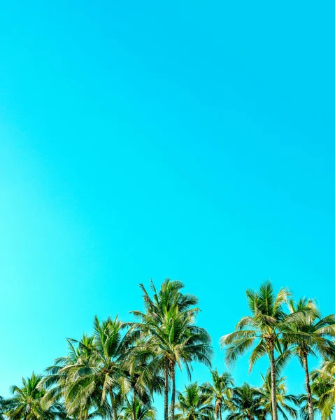 Beautiful coconut palm trees with vintage nature beach background. — Stock Photo, Image