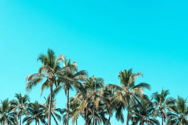 Beautiful coconut palm trees with vintage nature beach background. — Stock Photo, Image
