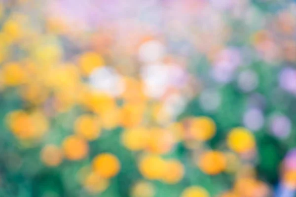 Coloridas flores borrosas en el fondo del jardín . — Foto de Stock