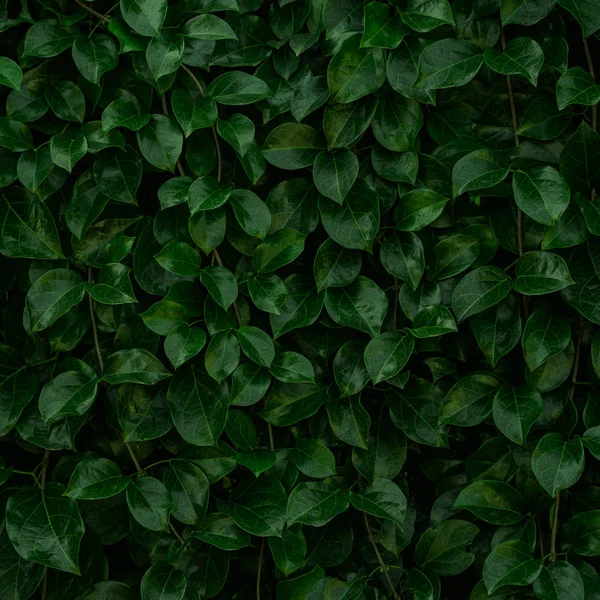 Backdrop of green leaves natural wall. — Stock Photo, Image