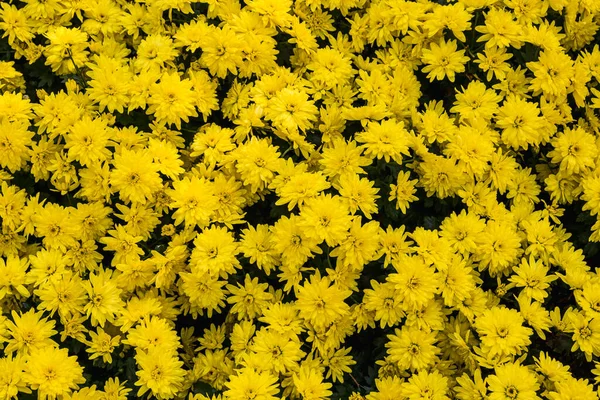 Gele bloemen achtergrond. — Stockfoto