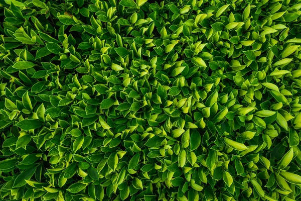 Groene bladeren natuurlijke muur textuur achtergrond. — Stockfoto