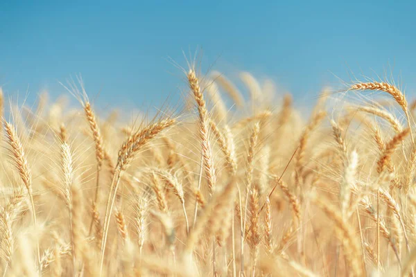 Gyllene Vetefält Sommaren — Stockfoto