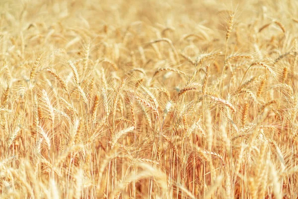 Золотое Пшеничное Поле Летом — стоковое фото